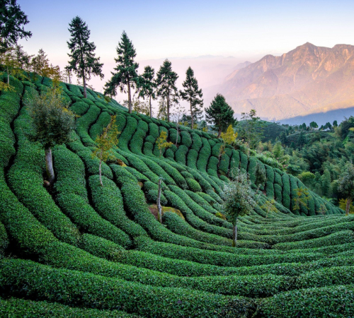 03 Nights 04 Days Darjeeling Mirik Tour Package